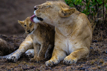 Fototapeta premium lioness with cub