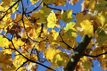 Ahornbaum (Acer) - Blätter im Oktober