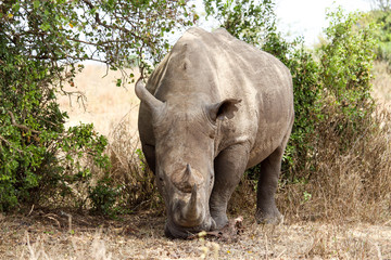 Naklejka premium african white rhino 