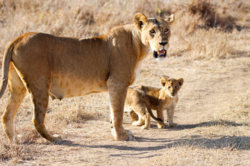 lioness with cubs