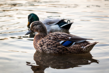 Duck
