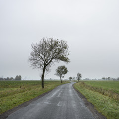 country road between green grassy meadows lined with trees in the dutch province of groningen on rainy autumn day