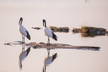 Heron in Lake Nakuru National Park Kenya Africa