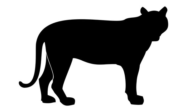 tiger silhouette image