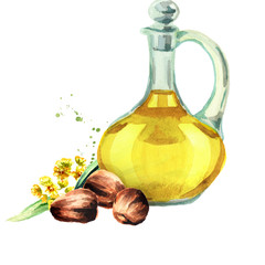 Jojoba oil. Watercolor hand drawn illustration