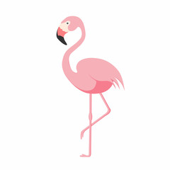 Flamingo isolated on background. Pink flamingo standing on one leg. African exotic bird