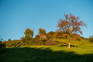 Weinberg im Herbst