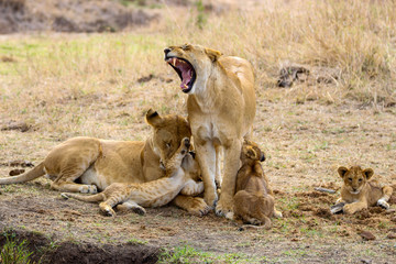 Fototapeta na wymiar lion family in masai mara