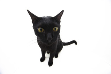 cat black