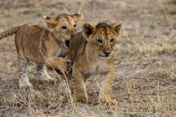 Obraz na płótnie Canvas lion cubs playing