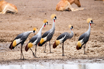 crowned cranes at the nairobi national park