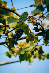A bunch of grapes of Isabella variety, on a winery against a blue sky