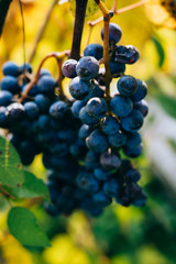 A bunch of Isabella grapes, on a winery, grape leaves
