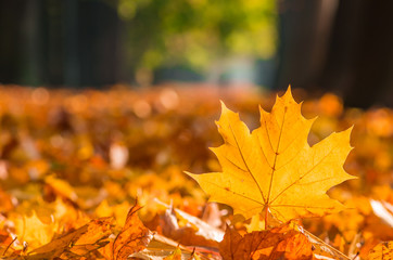 Colorful autumn maple leaves