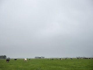 green meadow landscape with black and white holstein cows north of groningen city in the netherlands