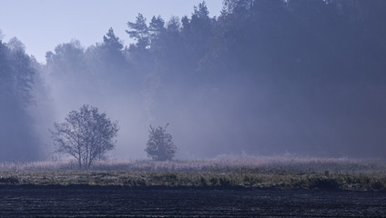 Naklejka premium magical morning