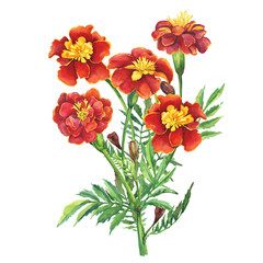 Bouquet of flowers Tagetes patula, the French marigold (Tagetes erecta, Mexican marigold). Red marigold. Garden plant. Watercolor hand drawn painting illustration isolated on white background.