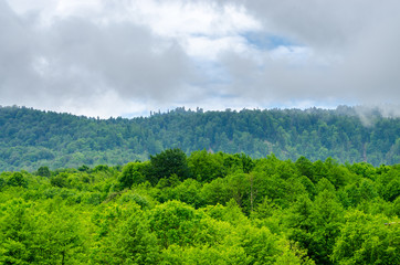 Fototapeta premium Gradation of green. Fog on a high rock mountain. Cloudy landscape wallpaper with green forest with foliar trees in Gaucasus, Mezmay, Krasnodar, Russia.