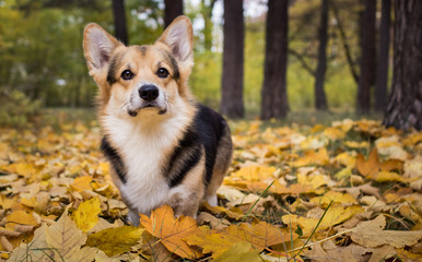 Fototapeta premium Dog breed Welsh Corgi Pembroke on a walk in a beautiful autumn forest.