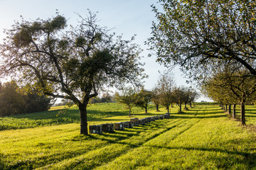 Bienenkästen im Herbst © focus finder