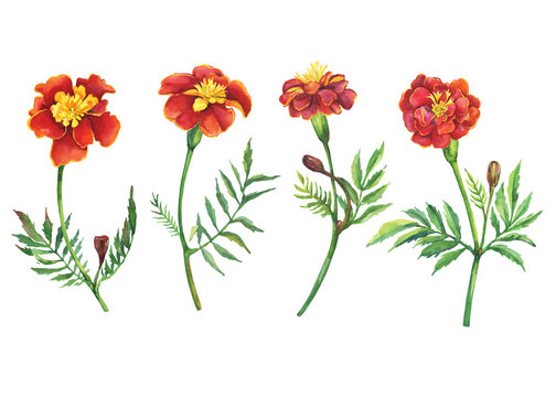 Set flowers Tagetes patula, the French marigold (Tagetes erecta, Mexican marigold). Red marigold. Garden flowering plant. Watercolor hand drawn painting illustration isolated on white background.
