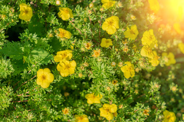 yoellow flowers background