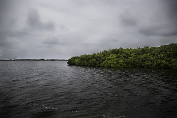 Foliage in the Cape