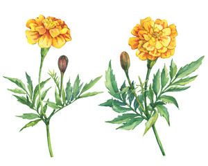 Set flowers Tagetes patula, the French marigold (Tagetes erecta, Mexican marigold). Yellow marigold. Garden flowering plant. Watercolor hand drawn painting illustration isolated on white background.