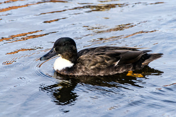 Manky mallard - mallard duck hybrid