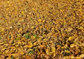 carpet of autumn yellow fallen leaves in the city park