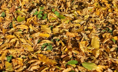 carpet of autumn yellow fallen leaves in the city park