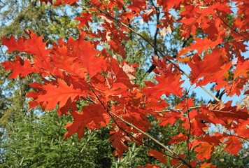 red oak leaves against the background of green trees in the park