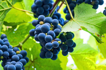 Georgia, Kakheti, Alazani valley