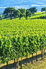Vineyard near the city of Montalcino, Tuscany, Italy