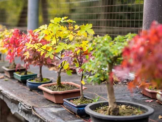 Selbstklebende Fototapete Bonsai Bonsai Aufzucht im Herbst