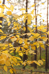 Yellow birch leaves