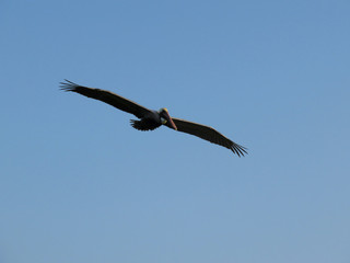 Pelican in Flight Ding Darling Wildlife Refuge Sanibel Florida