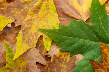 Autumn leaves texture or background. Copy space. Element design