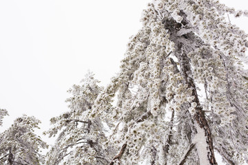 Winter forest with snow on trees
