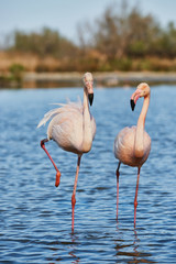 Couple of beautiful flamingos