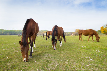 Fototapeta na wymiar horses eat grass in the pasture