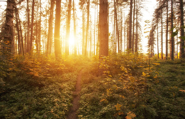 The beautiful autumn in the park