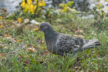pigeon in the grass
