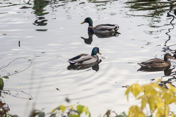 ducks swim in the water