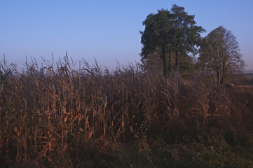 autumn landscape © amadeusz