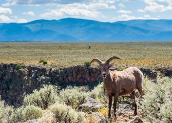 Naklejka na ściany i meble Big Horn Sheep at Taos Gorge , Taos NM