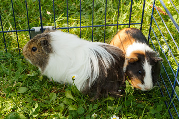 Cochons d'inde dans l'herbe