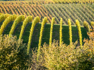Weinberg im Herbst
