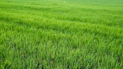 Green field of young wheat.
Horizontal frame. Bright green young sprouts of cereal in diagonal rows