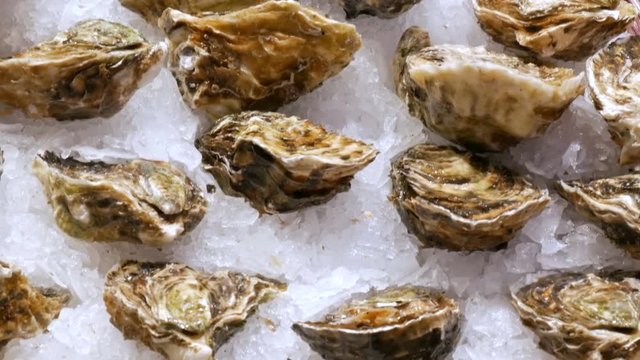Large selection of fresh oysters and other seafood in the ice at the fish market counter in Spain